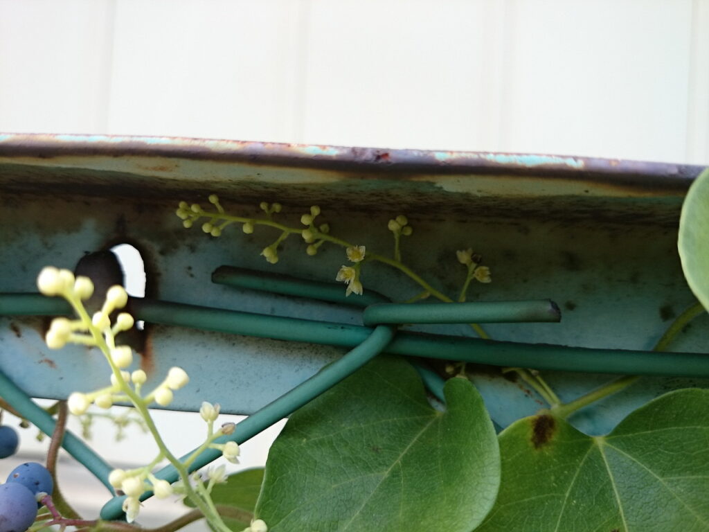 アオツヅラフジの雌花