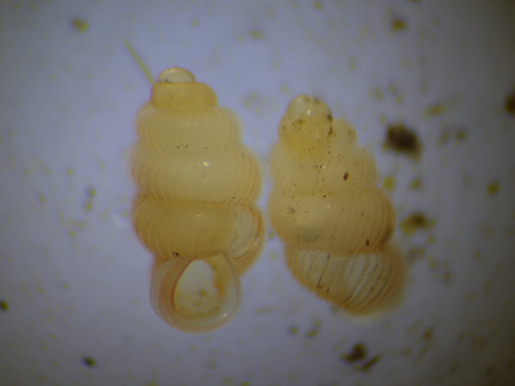 ヒダリマキゴマガイ Palaina pusilla pusilla