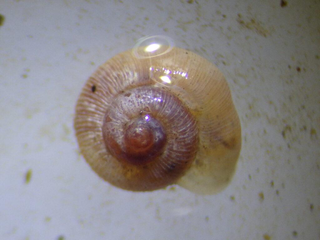 ムシオイガイ Chamalycaeus nipponensis