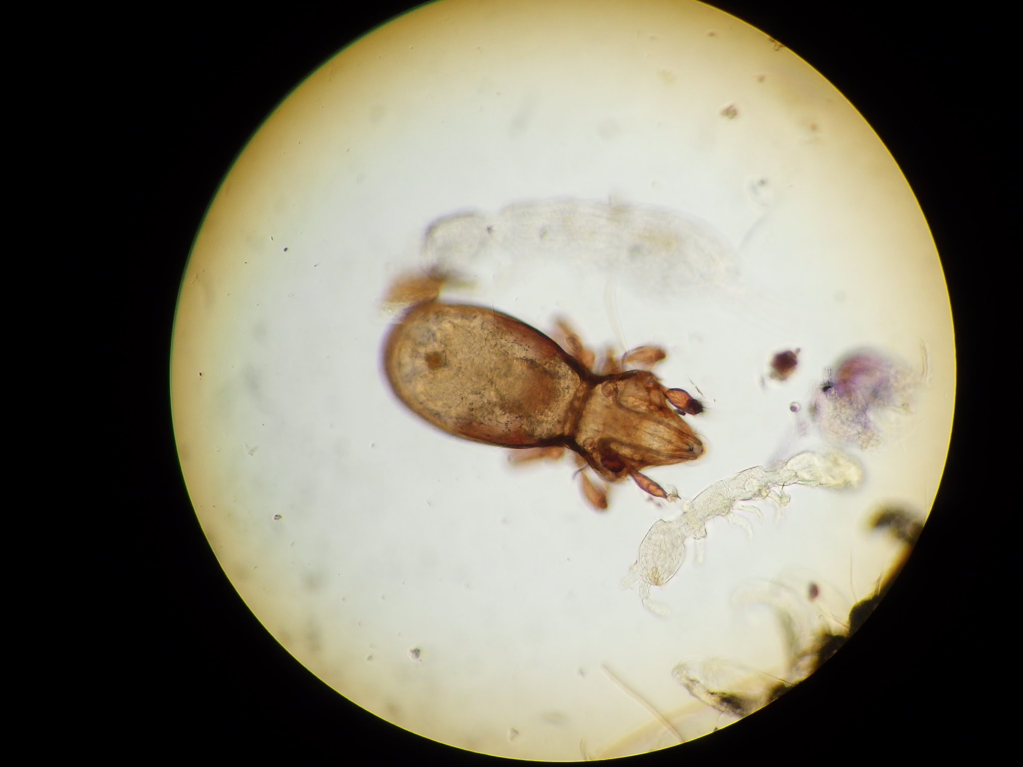 ヒョウタンイカダニ Dolicheremaeus elongatus