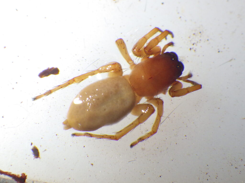 ヤサコマチグモ雌成体 Chiracanthium unicum の全形