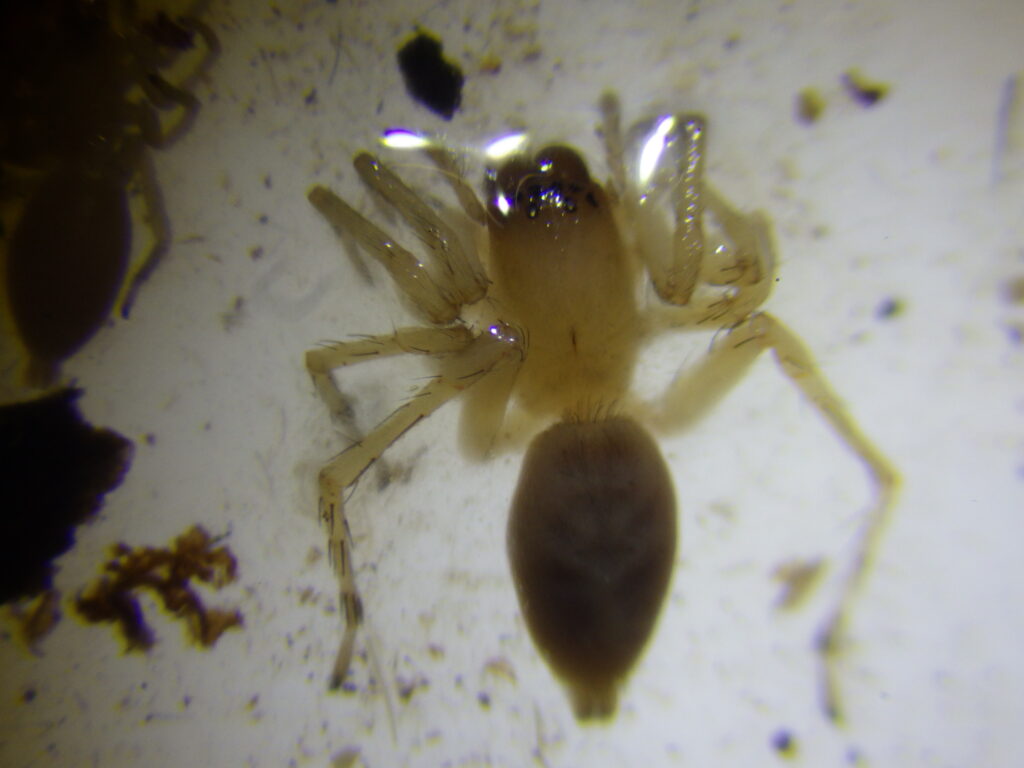 カギフクログモ雌成体 Clubiona pseudogermanica の全形