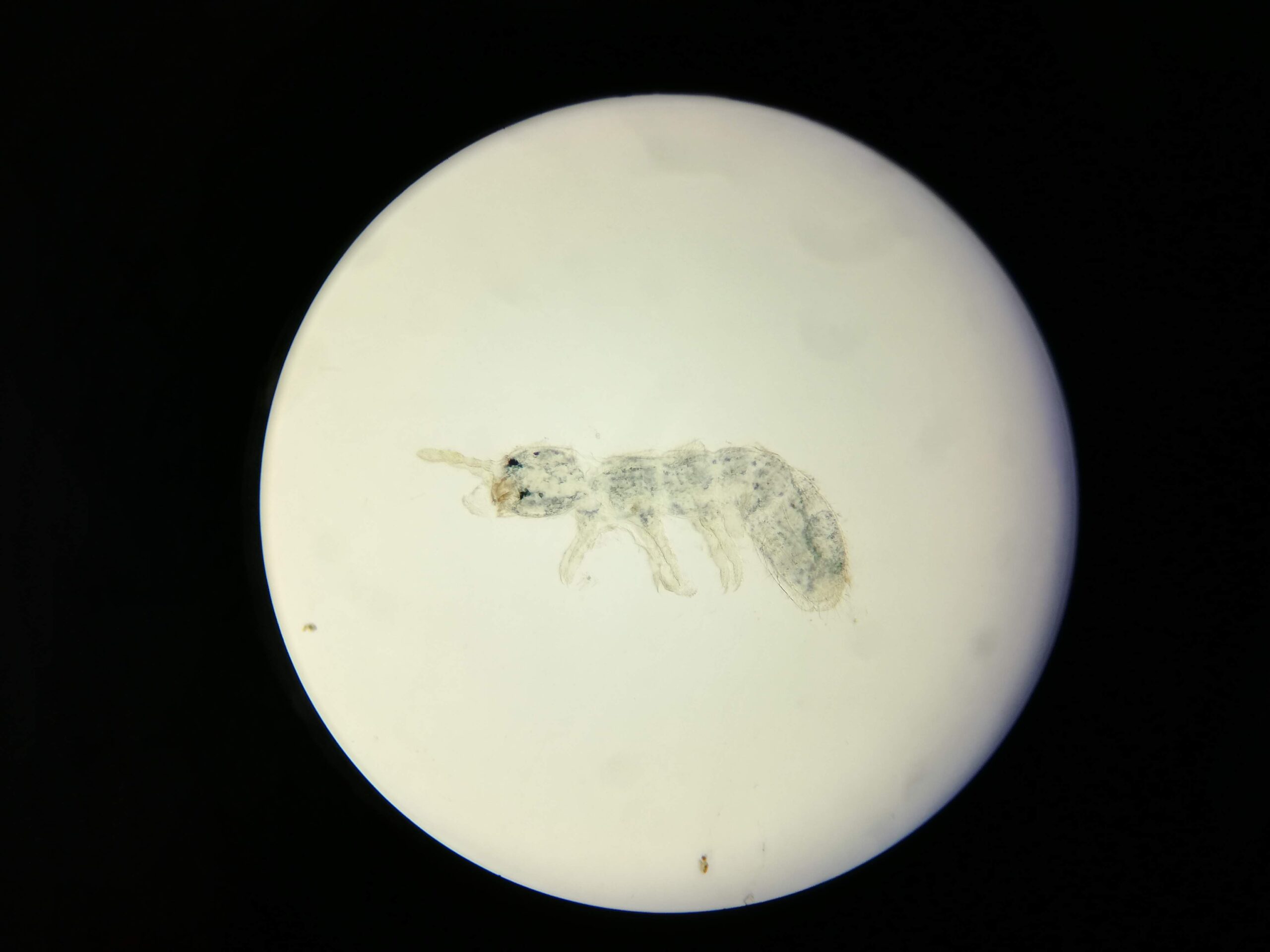 ベソッカキトビムシ Folsomia octoculata