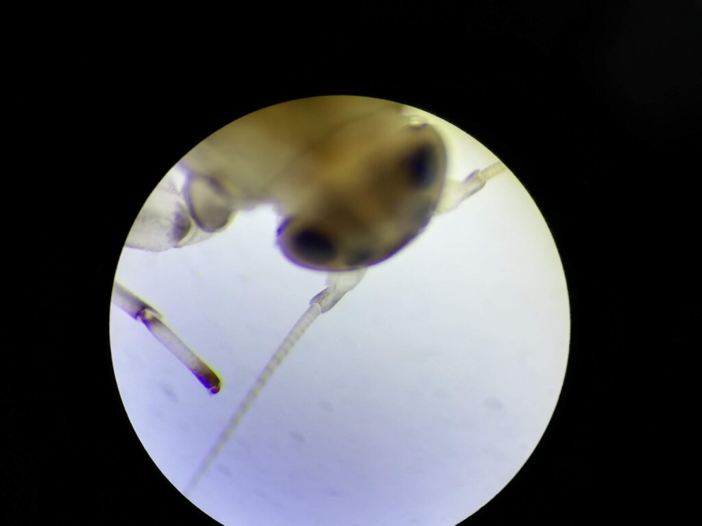 シロハラコカゲロウ幼虫 Baetis thermicus の触角第2基節