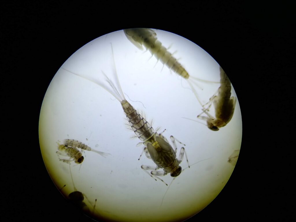 シロハラコカゲロウ幼虫 Baetis thermicus