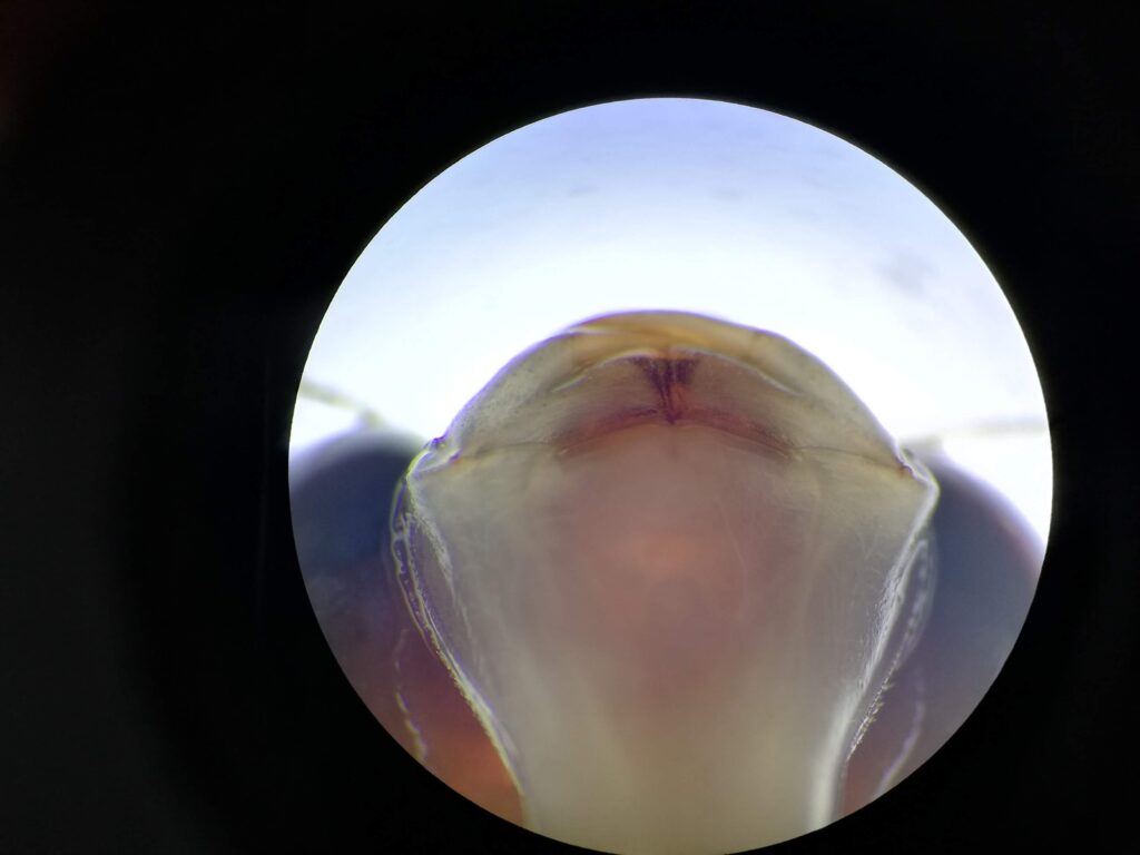 クロスジギンヤンマ幼虫 Anax nigrofasciatus nigrofasciatus の口器