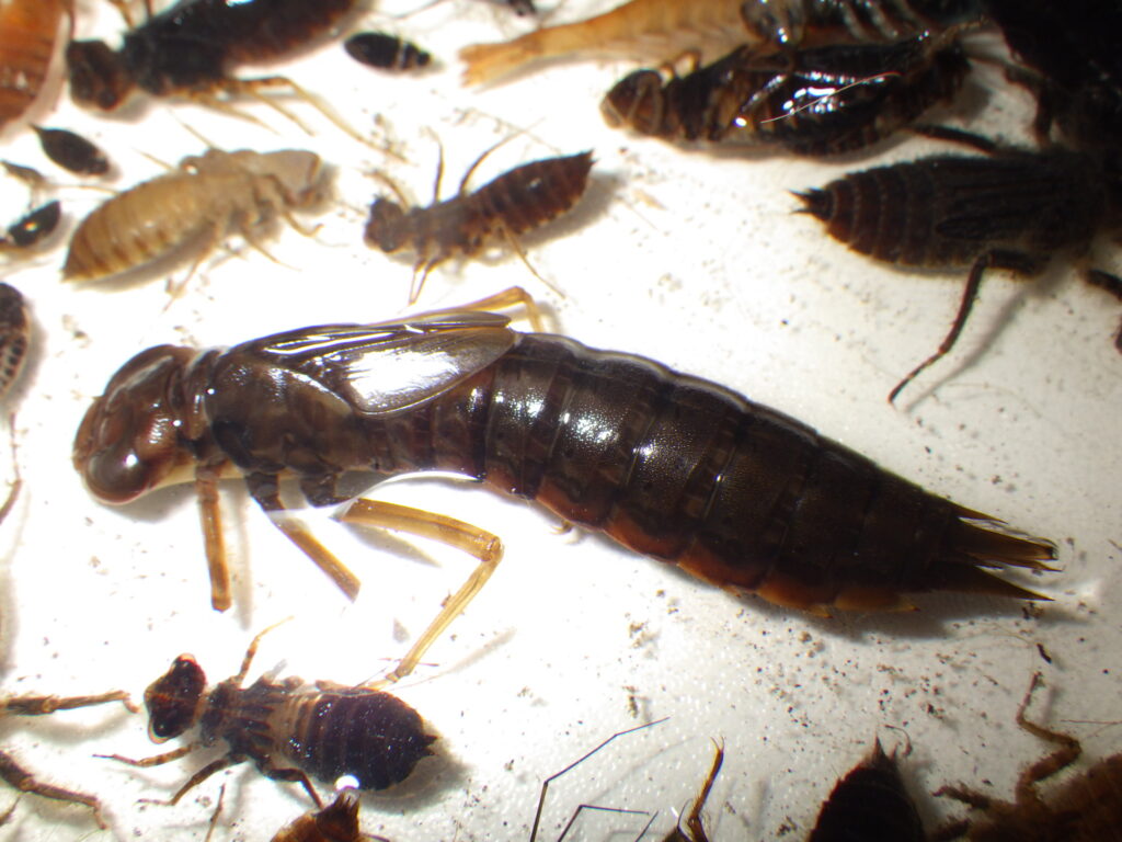 クロスジギンヤンマ幼虫 Anax nigrofasciatus nigrofasciatus