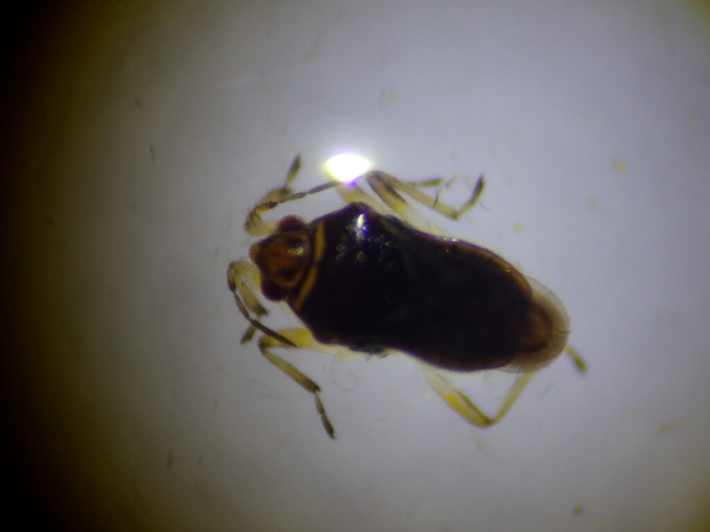 ホルバートケシカタビロアメンボ雄成虫 Microvelia horvathi の全形