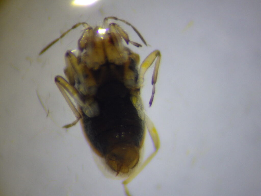 ホルバートケシカタビロアメンボ雄成虫 Microvelia horvathi の交尾器