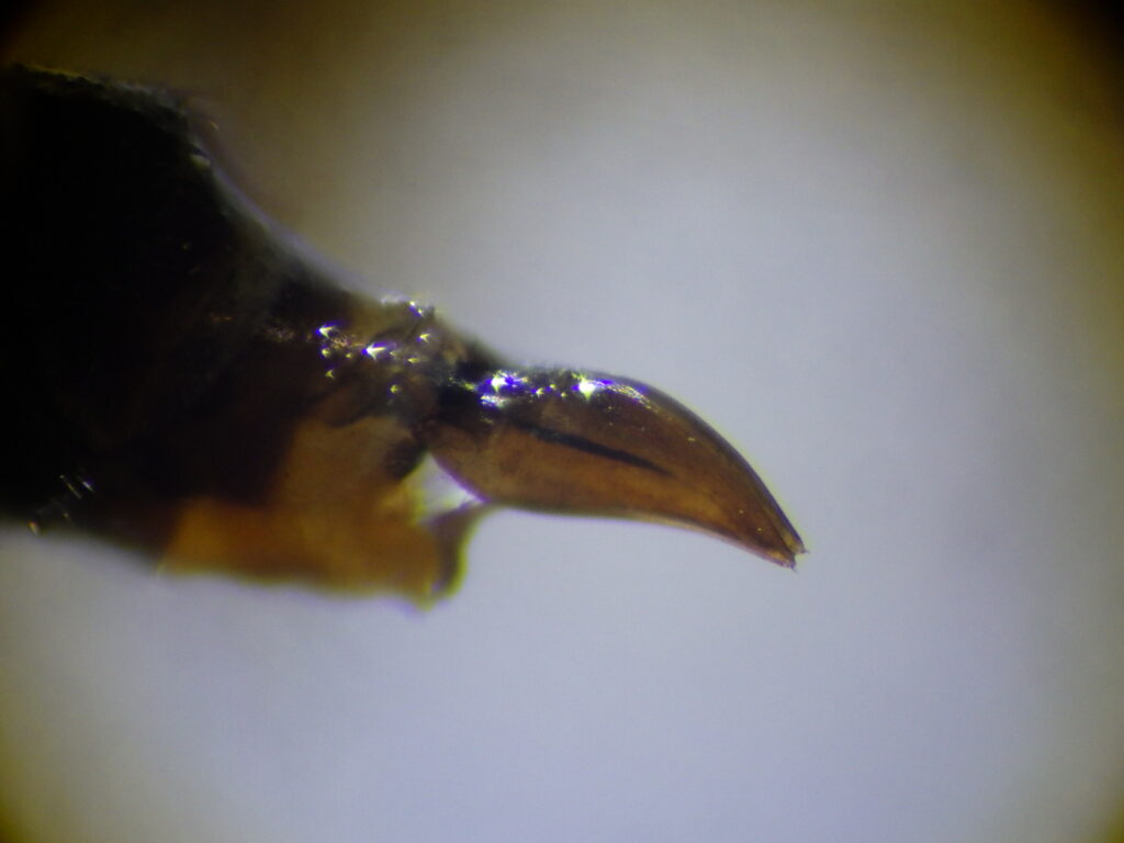 ヤマトコシボソガガンボ雄成虫 Ptychoptera yamato の交尾器