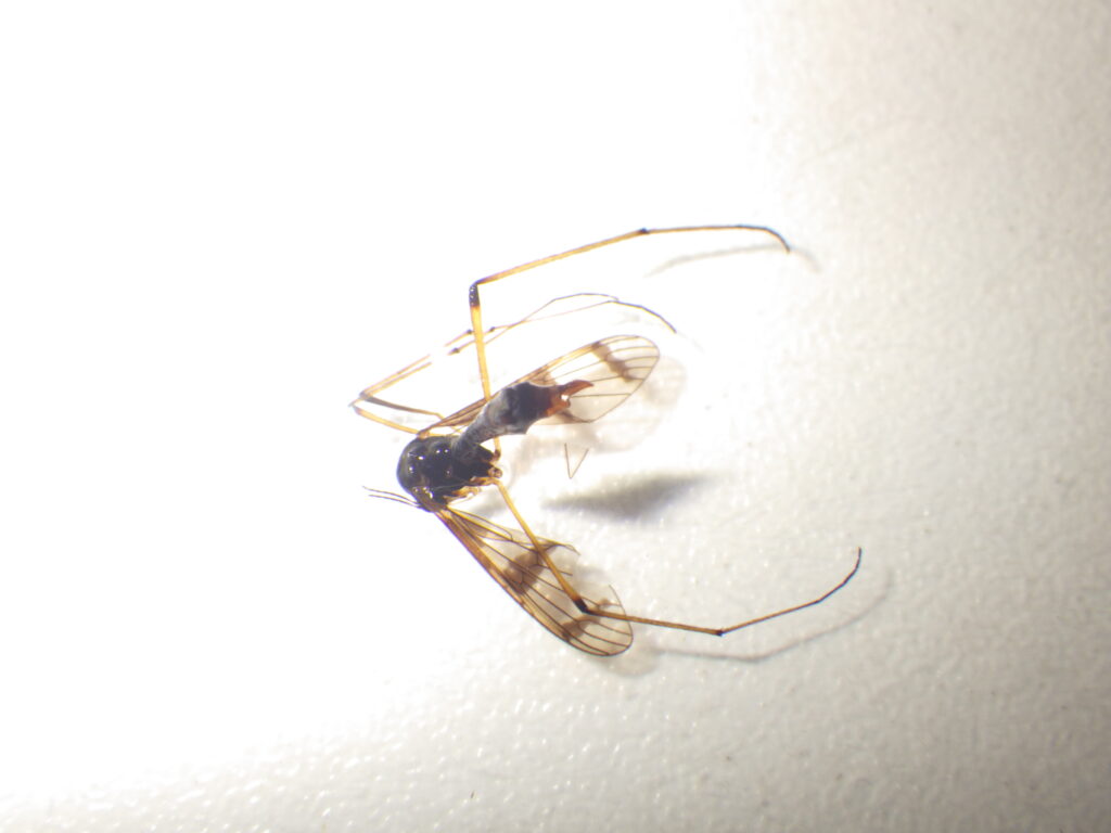 ヤマトコシボソガガンボ雄成虫 Ptychoptera yamato の全形