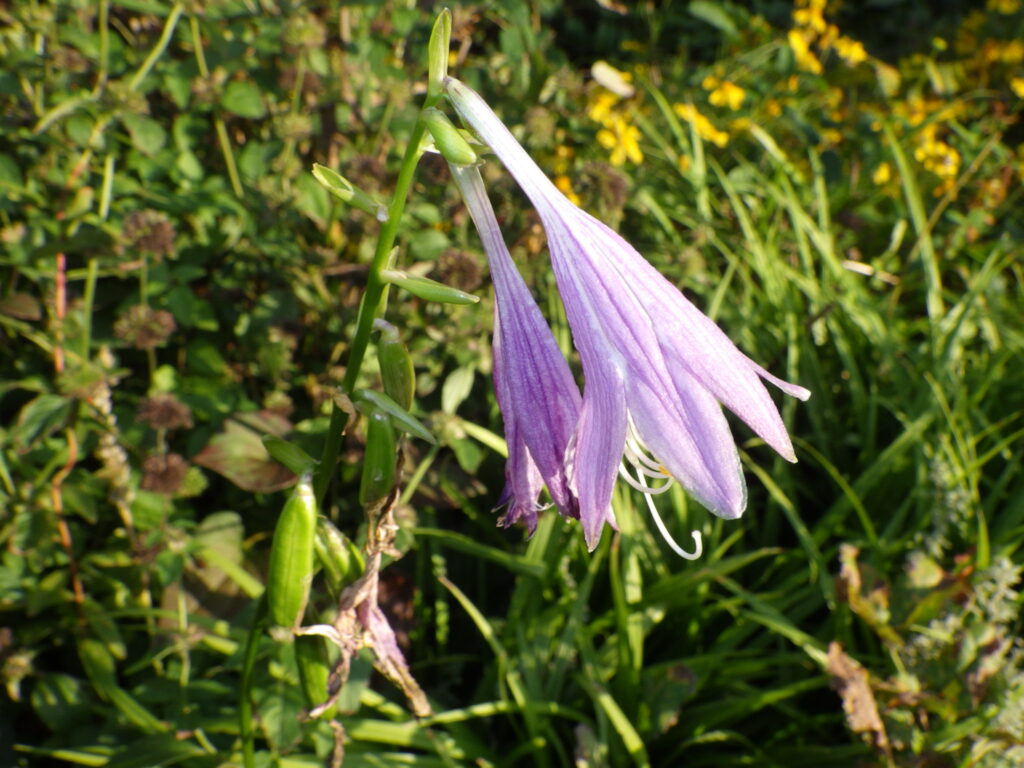コバギボウシの花
