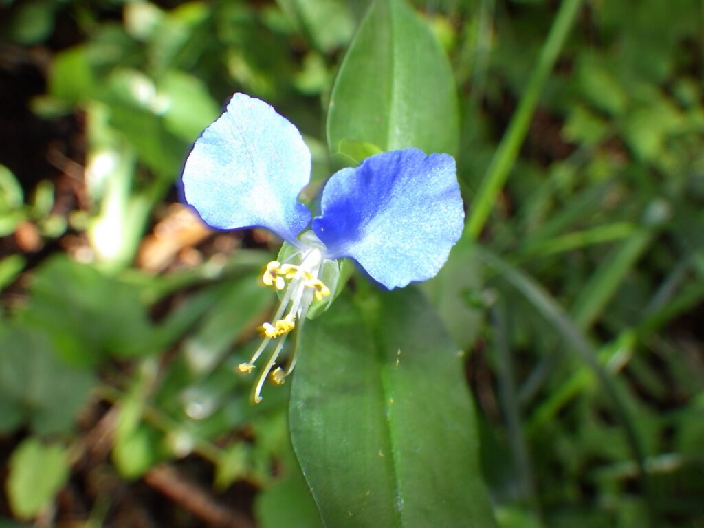 ツユクサの花