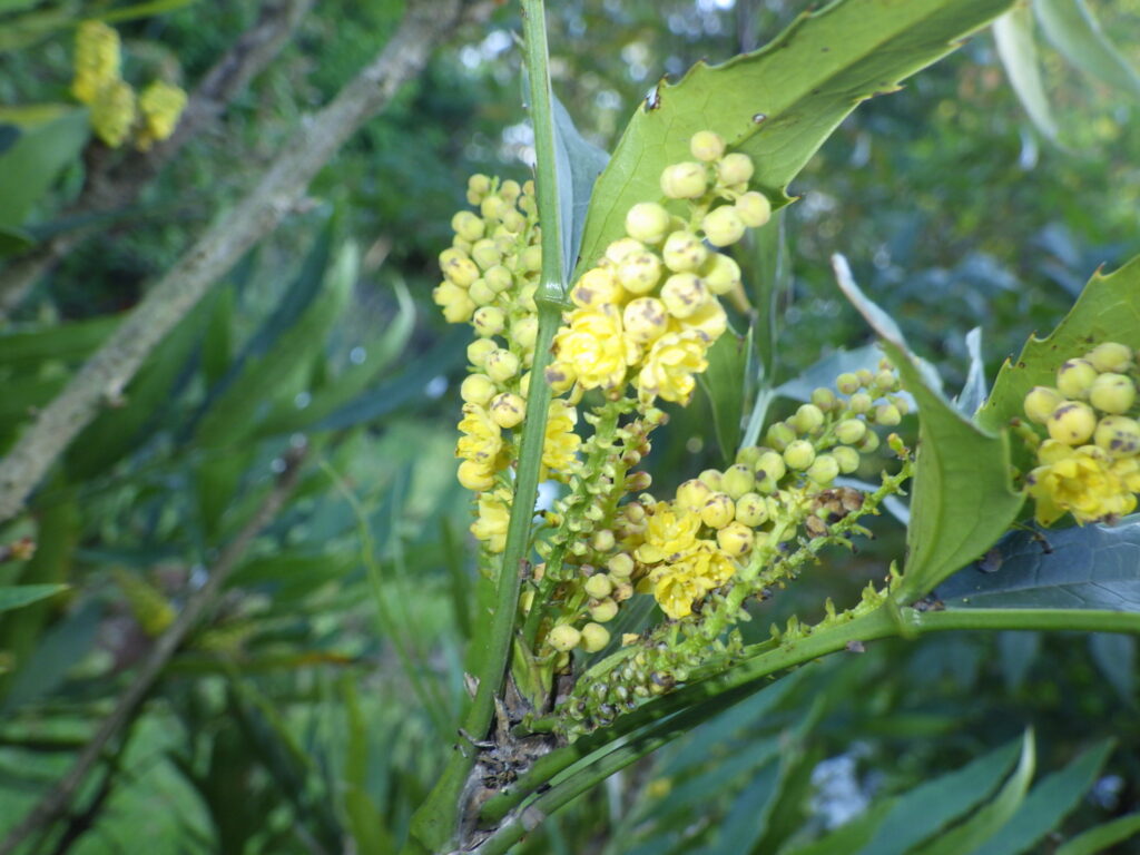 ホソバヒイラギナンテンの花