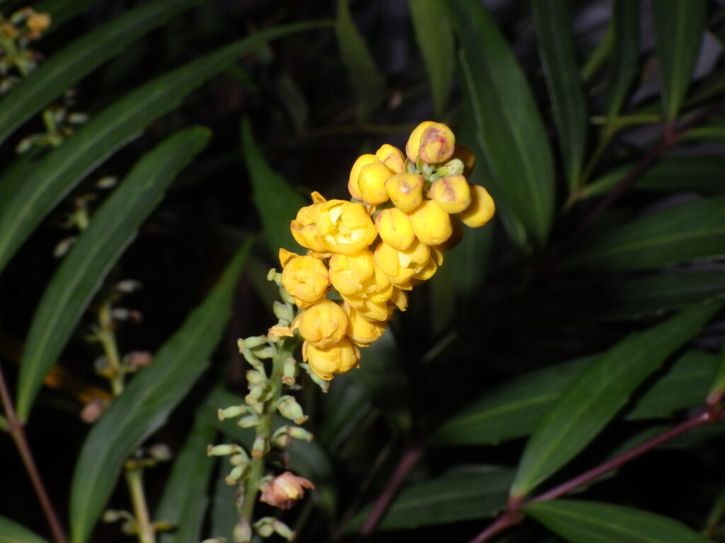 ナリヒラヒイラギナンテンの花