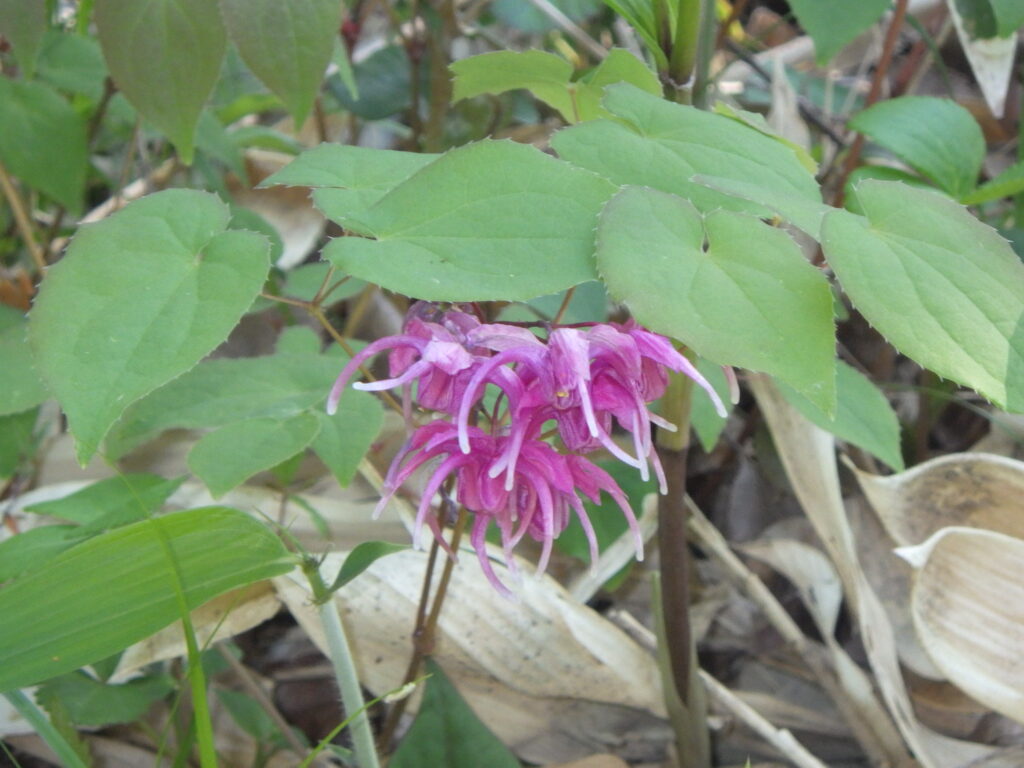 イカリソウの花