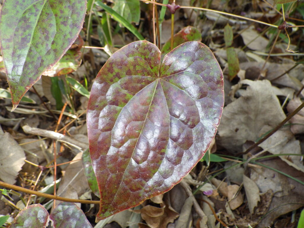 トキワイカリソウの小葉上面