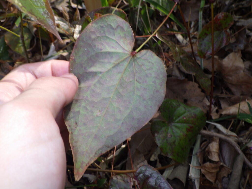 トキワイカリソウの小葉下面