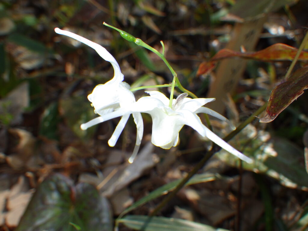 トキワイカリソウの花