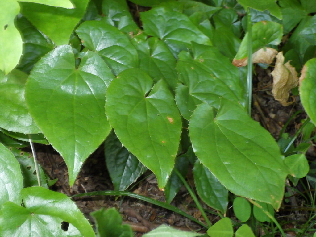 トキワイカリソウの葉