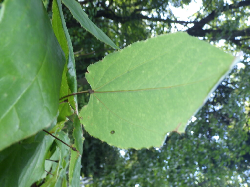 ホザキノイカリソウの葉下面