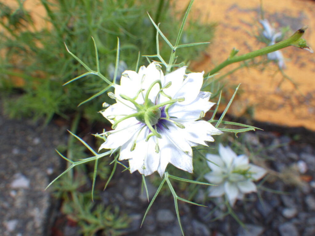 クロタネソウの花