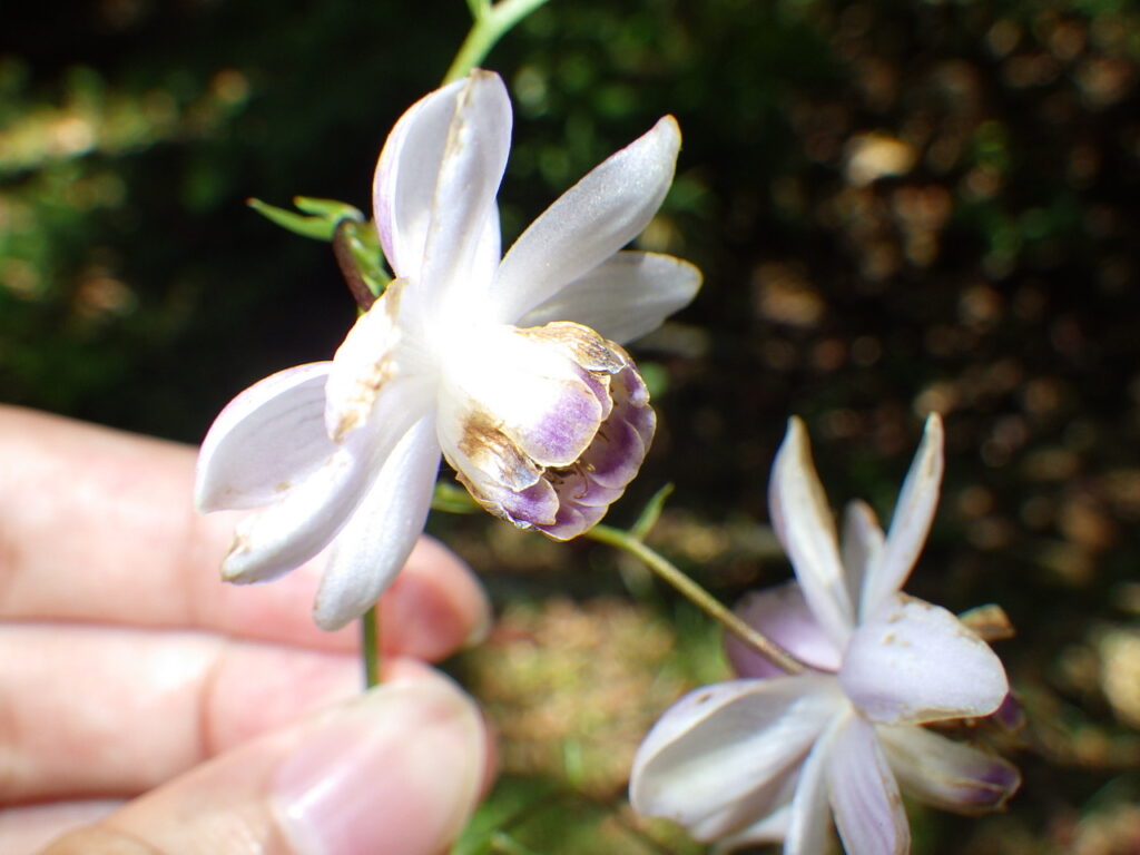 レンゲショウマの花