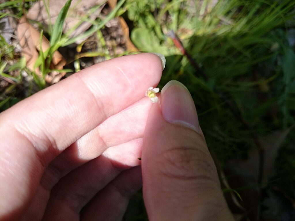 ヒメウズの花