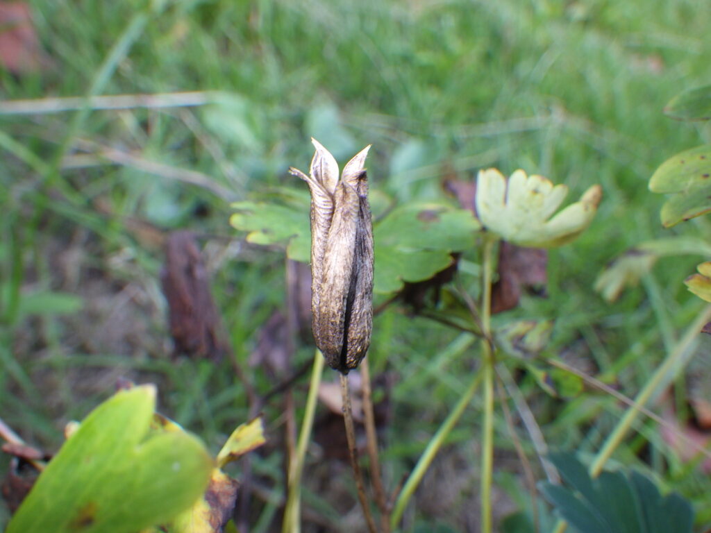 オダマキの果実