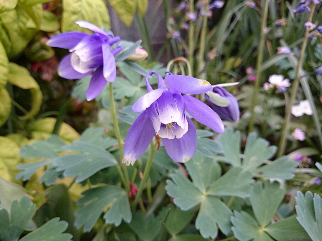 オダマキの花