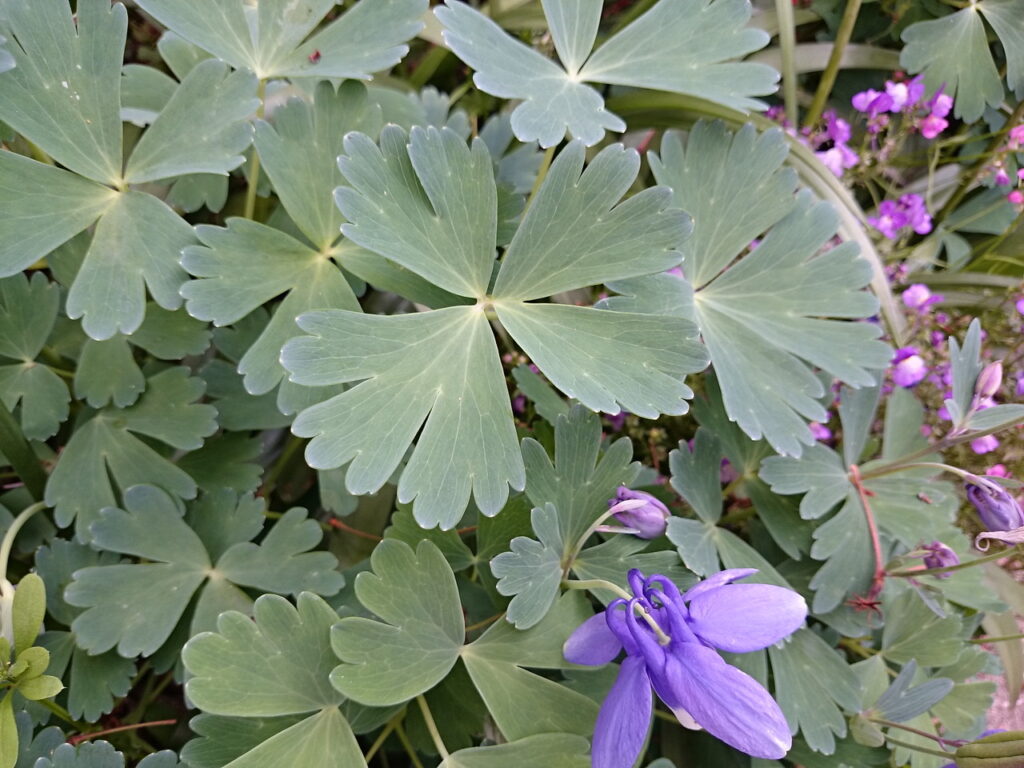 オダマキの葉