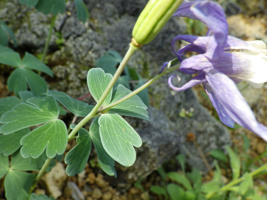 ミヤマオダマキの葉
