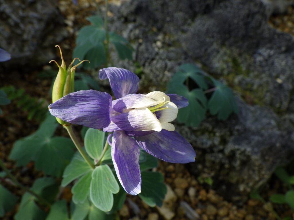 ミヤマオダマキの花