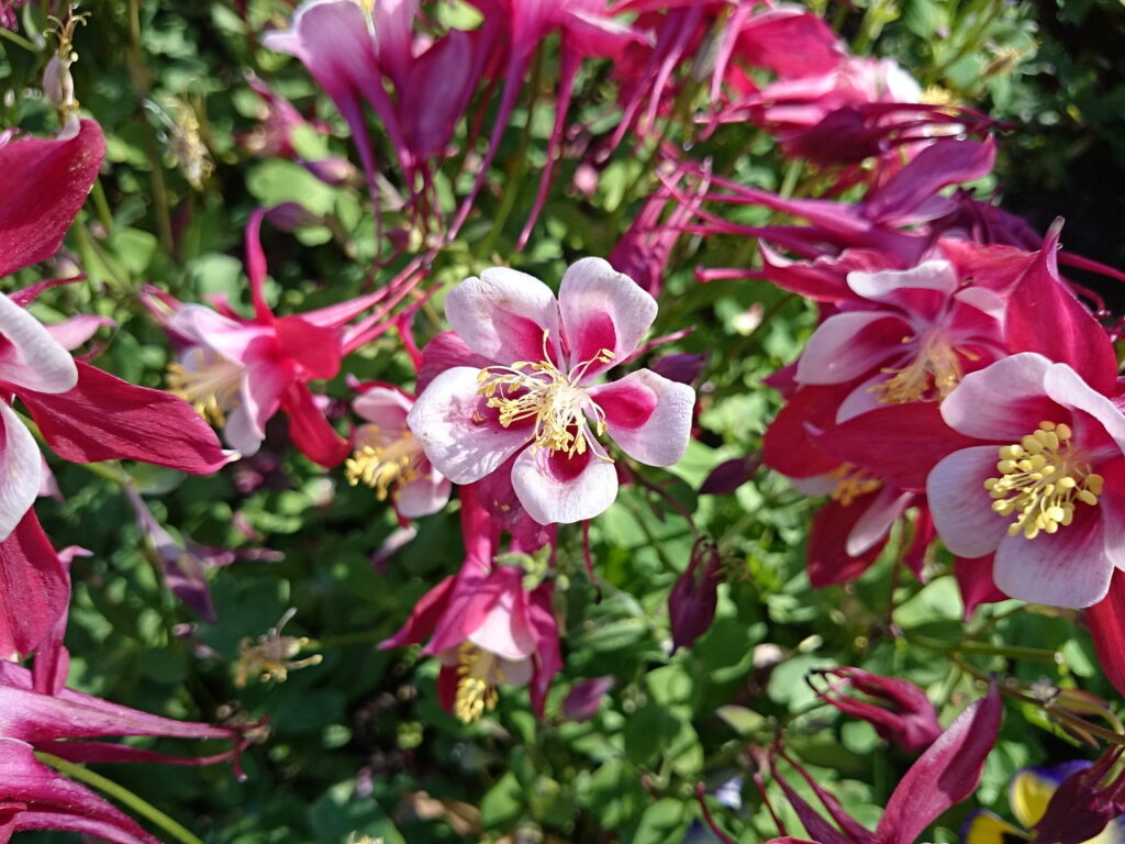 セイヨウオダマキの花