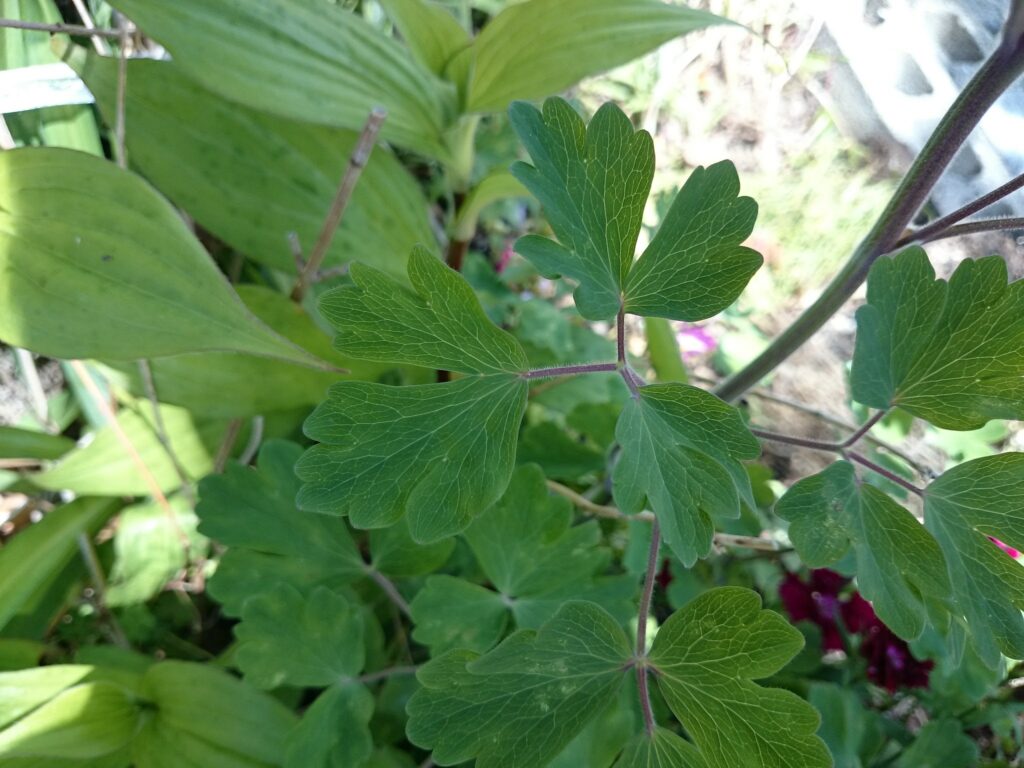 ヤエセイヨウオダマキの葉
