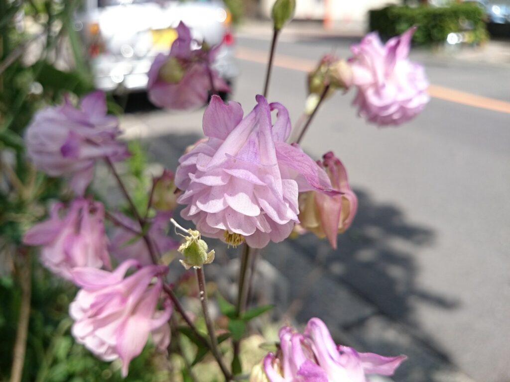 ヤエセイヨウオダマキの花