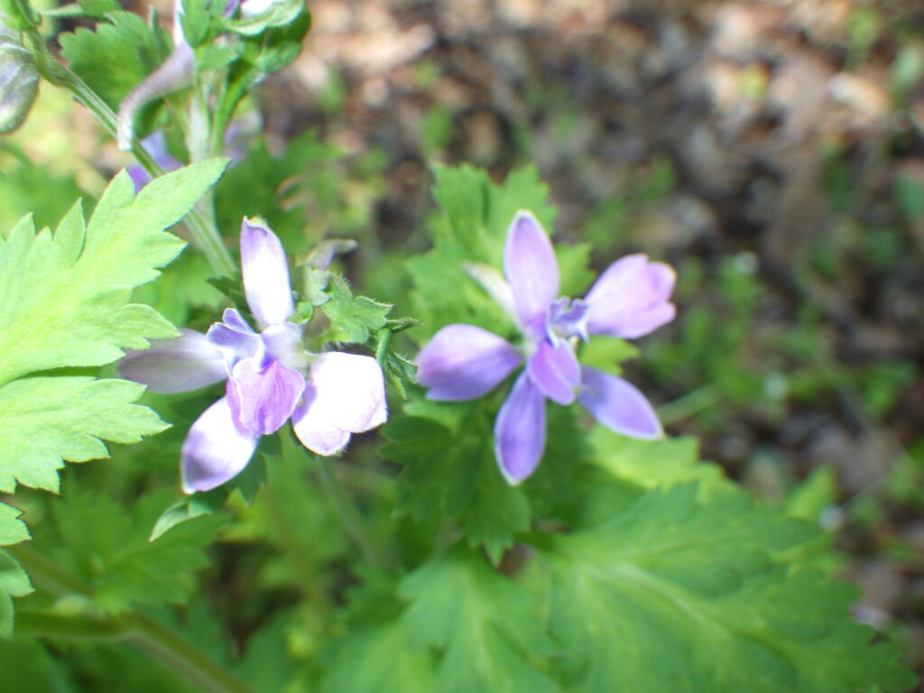 セリバヒエンソウの花