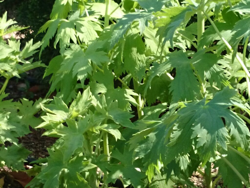 Delphinium elatumの葉