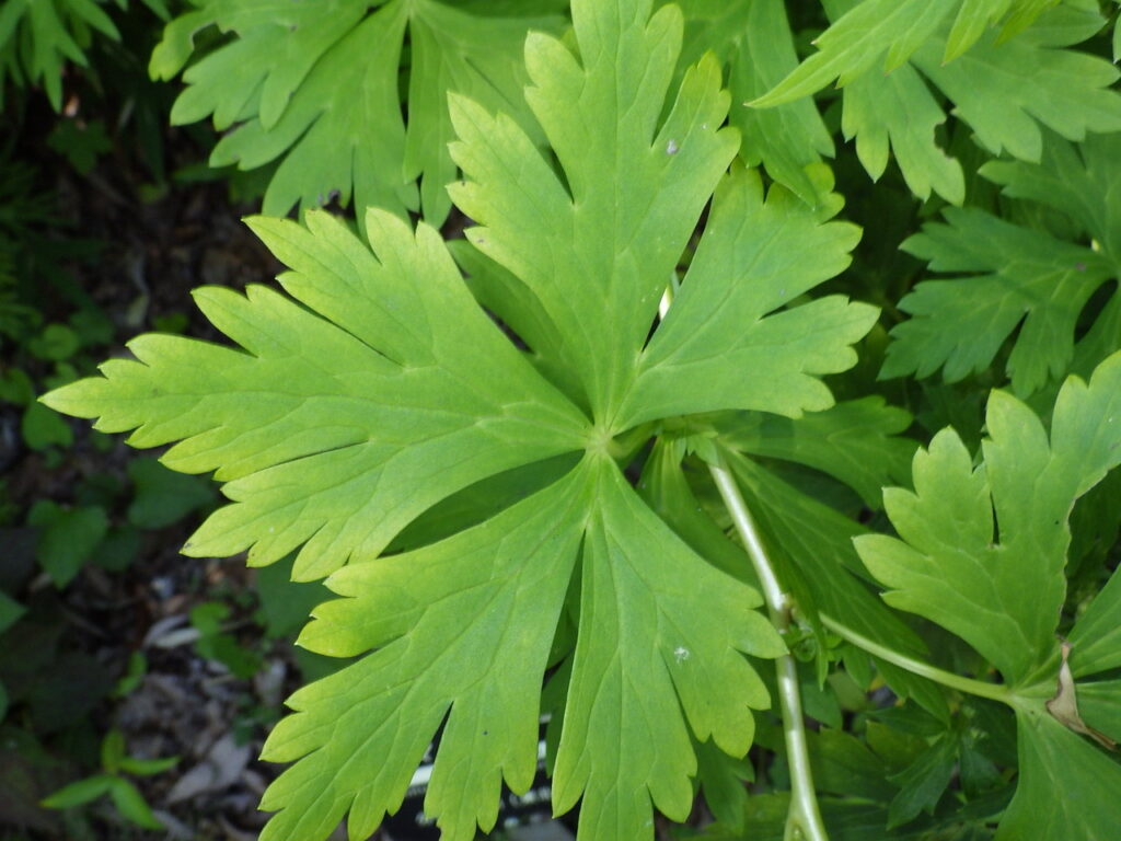 ヤマトリカブトの葉