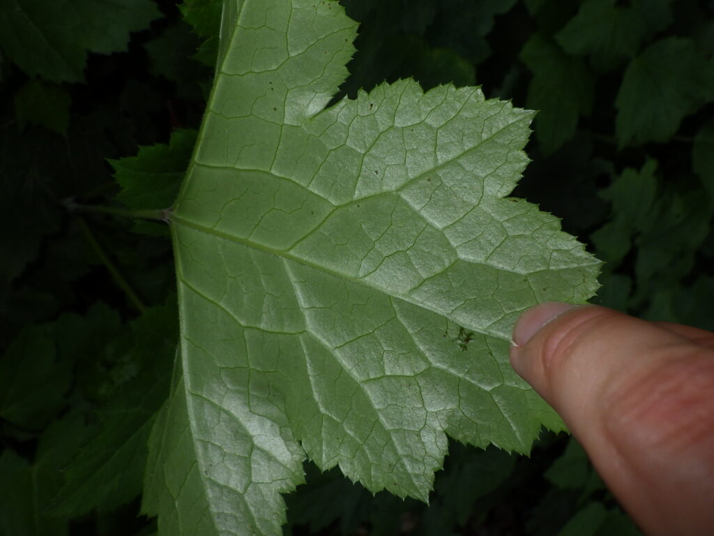 イヌショウマの葉下面