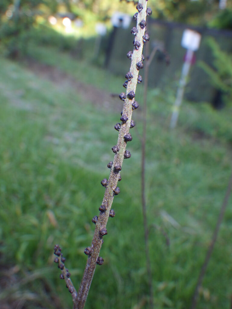 イヌショウマの蕾