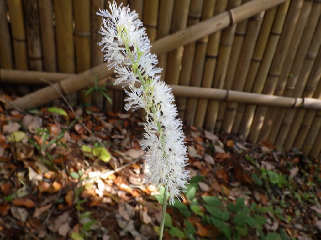 サラシナショウマの花