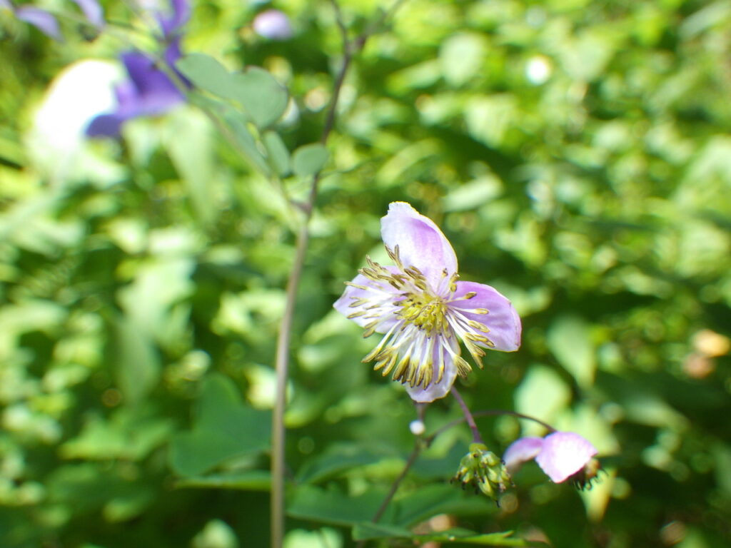 シキンカラマツの花