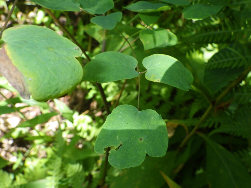 シキンカラマツの葉上面