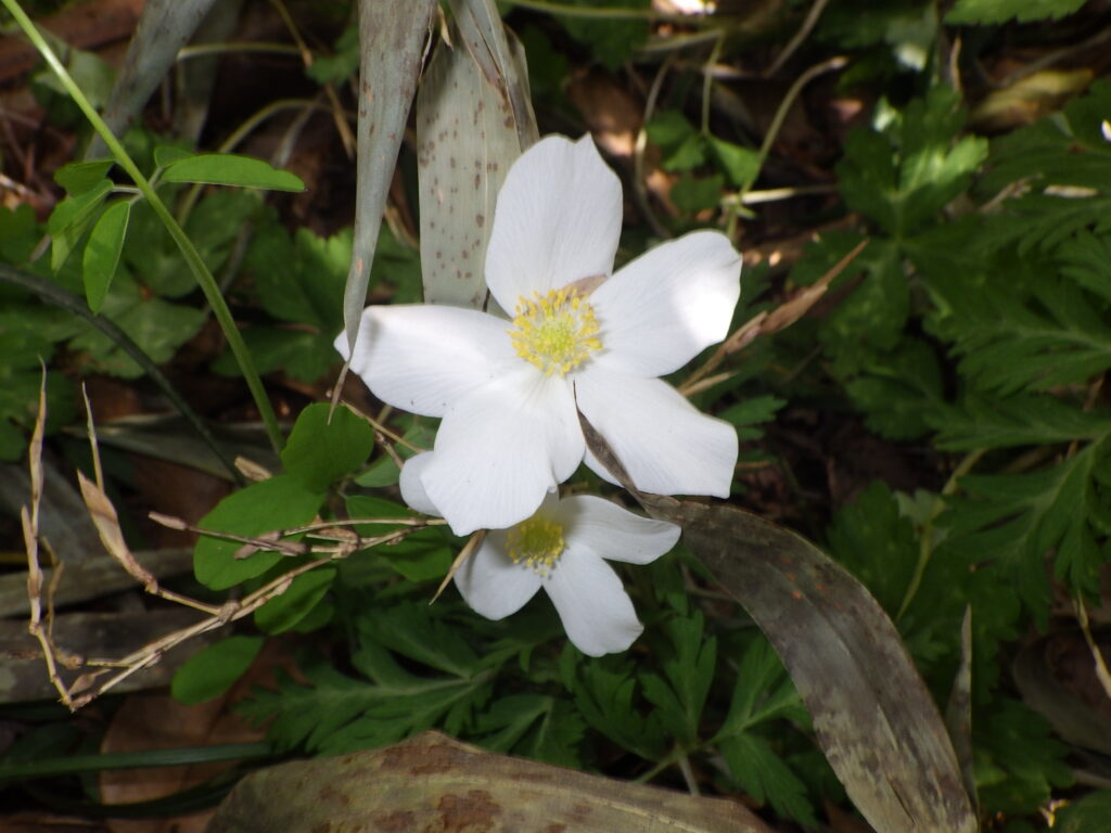 イチリンソウの花