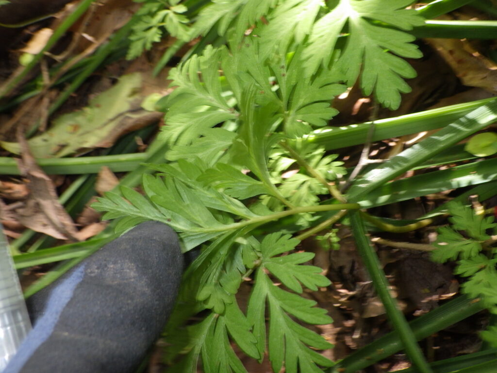 イチリンソウの葉下面