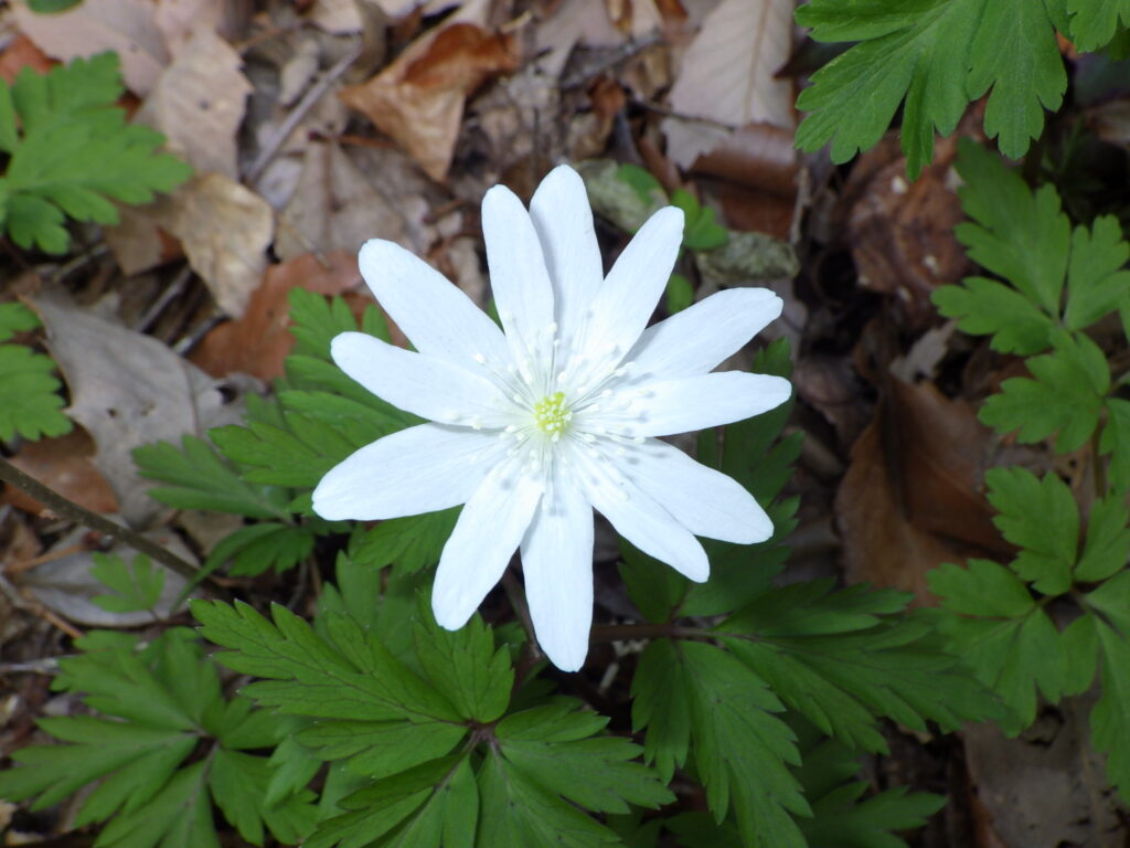 キクザキイチゲ白色花型の花