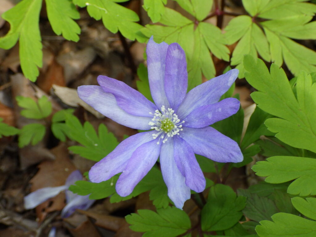 キクザキイチゲ青紫色花型の花