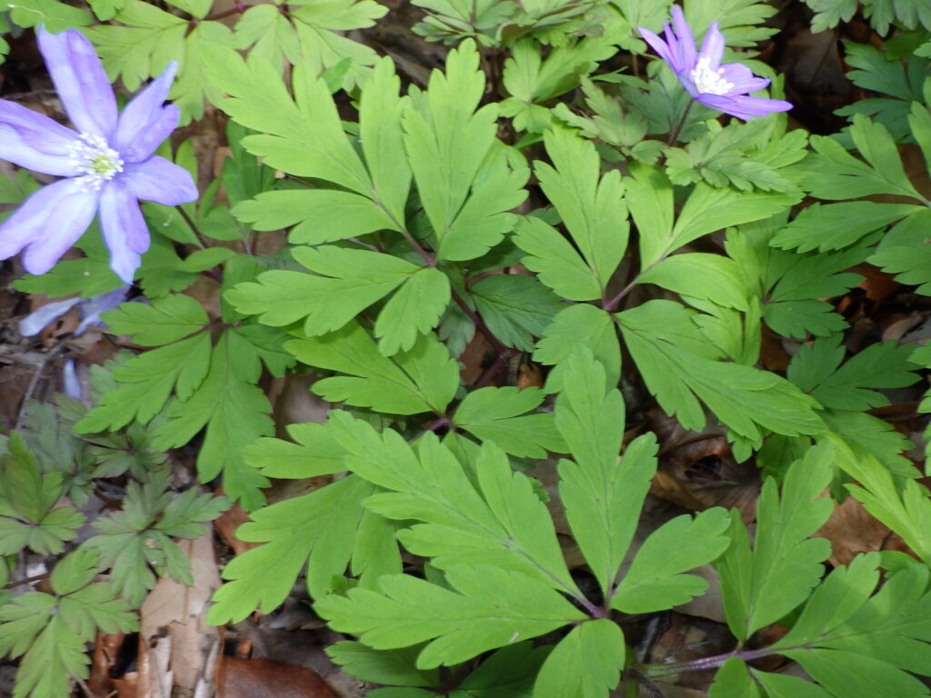 キクザキイチゲ青紫色花型の葉