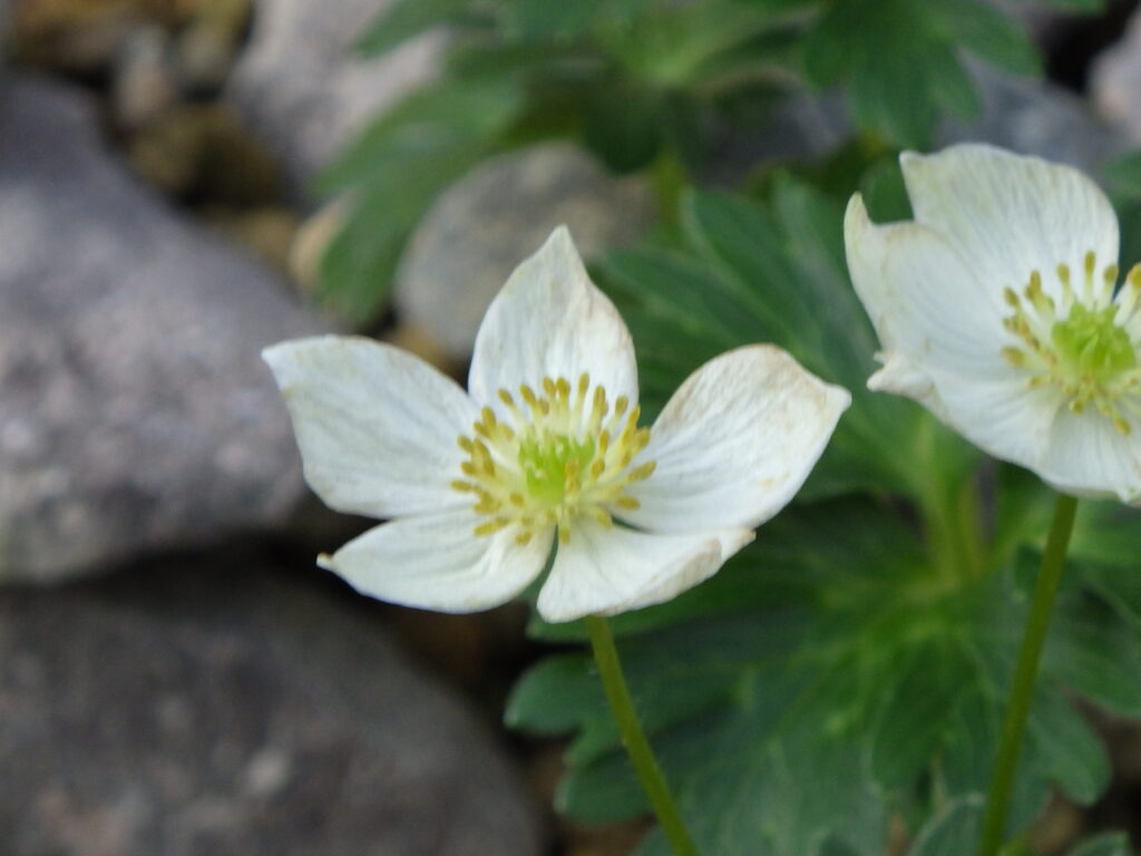 ハクサンイチゲの花